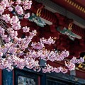写真: 週末桜撮り