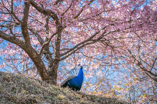 写真: 孔雀と河津桜