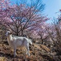 写真: ヤギと河津桜