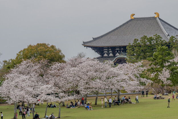 お寺と桜　１