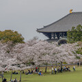 写真: お寺と桜　１
