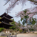 お寺と桜　２