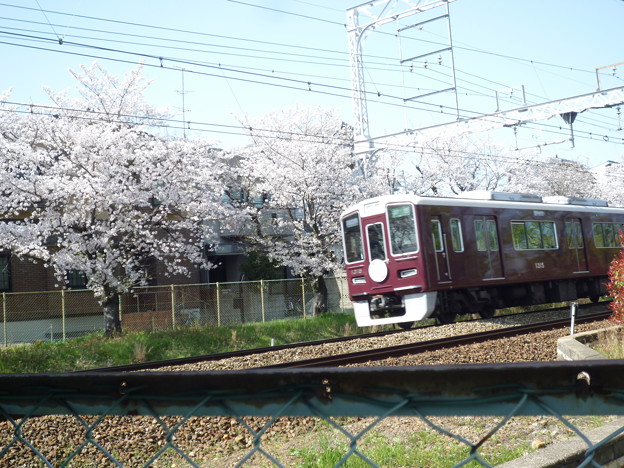 写真: 桜と阪急