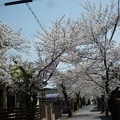 写真: 桜のトンネル