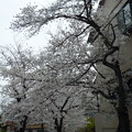写真: 住宅街の桜