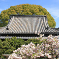 写真: 寺院と八重桜