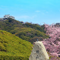 写真: 春の城山公園