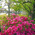 写真: 皐月咲く公園