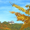 Photos: 城山公園から見る「松山城」