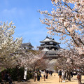 Photos: 桜満開の松山城