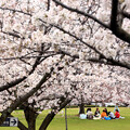 写真: 大きな桜の樹の下で