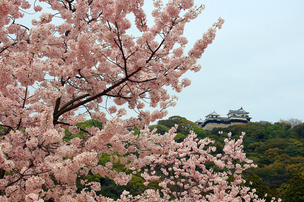 写真: 春の松山城