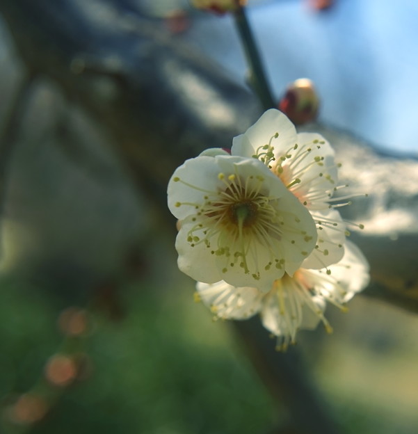 写真: 白梅の花