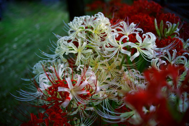 赤と白い花