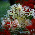 写真: 赤と白い花