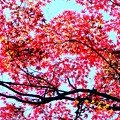 写真: 秋の空に