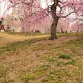 写真: 梅の花咲く丘