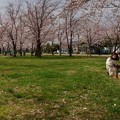 写真: 桜の園