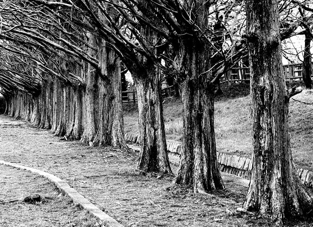 写真: メタセコイアの並木道