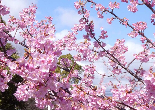 鈴鹿で咲く河津桜
