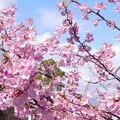 鈴鹿で咲く河津桜