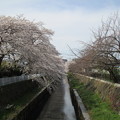 写真: 切敷川 (5)