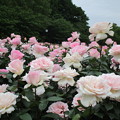 写真: 与野公園のバラ (12)