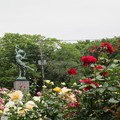与野公園のバラ (14)