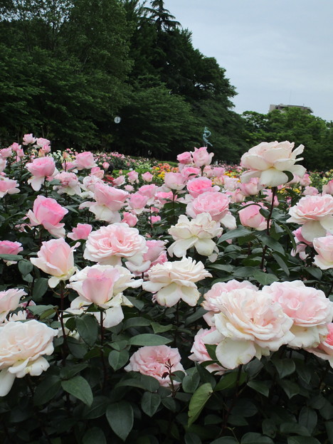 写真: 与野公園のバラ (11)