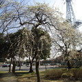 大宮公園の緑萼枝垂 (1)