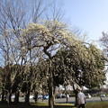 大宮公園の緑萼枝垂 (2)