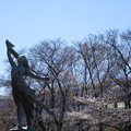 与野公園の桜は