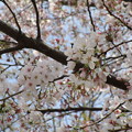 咲いている桜