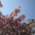 写真: 早咲きだから河津桜かな？