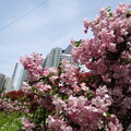 写真: 新都心の桜