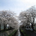 鴻沼川の桜