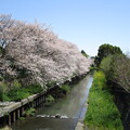 写真: 巽橋の桜