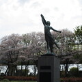 写真: 与野公園の桜