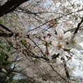 与野公園の桜