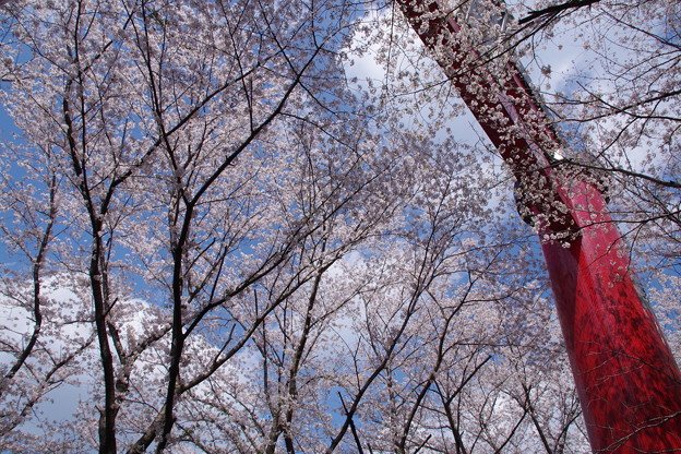 写真: 空と桜と赤鳥居