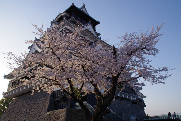 桜と熊本城