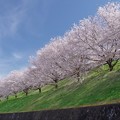 写真: どこの桜よりここの桜が好き