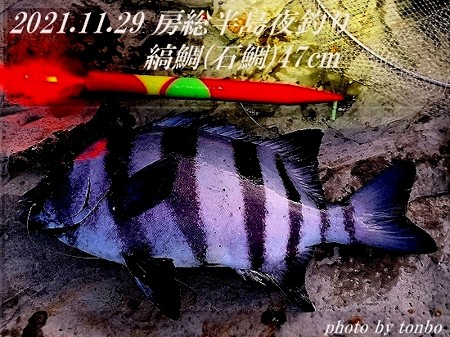 2021.11.29 南房磯釣果-04(石鯛47cm 16;44)