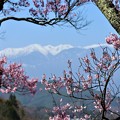 写真: 桜と中央アルプス