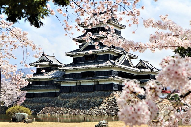写真: 松本城の桜