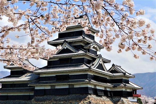 写真: 松本城の桜１