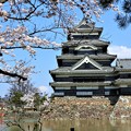 松本城と桜５5