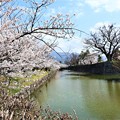 写真: 堀の桜
