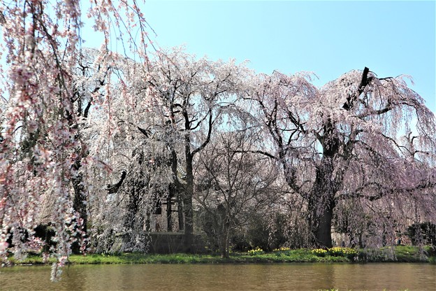 写真: 安養寺のしだれ桜(2)