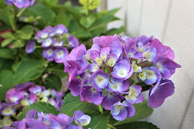 写真: 我が家の紫陽花